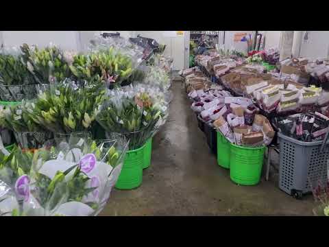 Far East Flora Cold room walkaround @ Upper Thomson - 2024