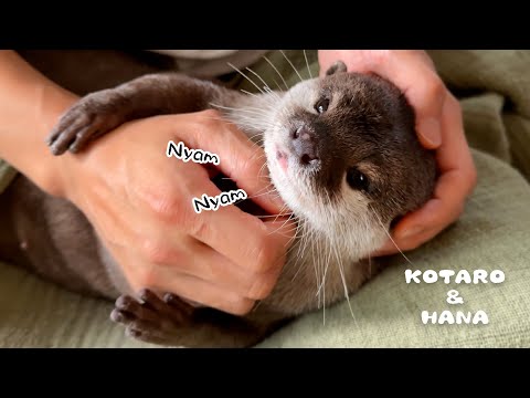 Otter Makes Cute Sounds While Holding My Arm