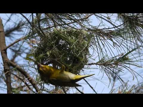 黑頭織雀 Black-headed Weaver