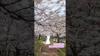 大阪·長居公園·桜 Sakura at Nagai Park, Osaka, Japan