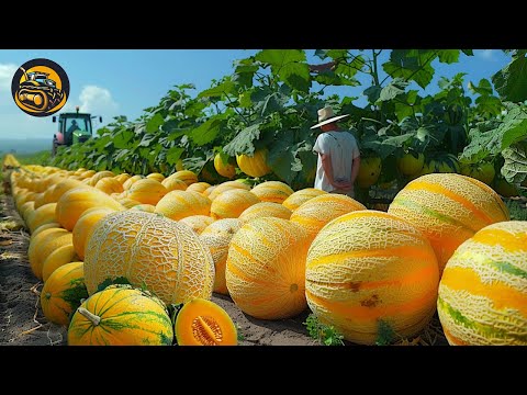 How To Grow Cantaloupe Become Delicious - Agriculture with Grand Machine