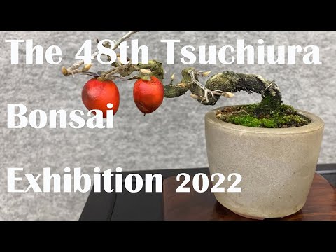 48th Tsuchiura Bonsai Exhibition - 第48回 土浦盆栽展 2022 December