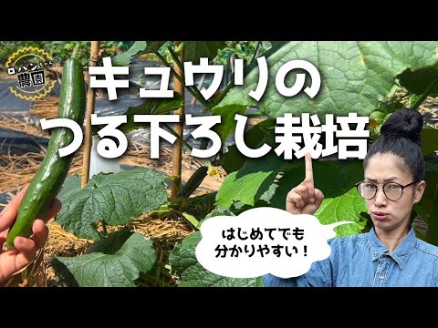 【きゅうり】の簡単な育て方　誰でも簡単！！【つる下ろし栽培】【農家の家庭菜園】【有機】