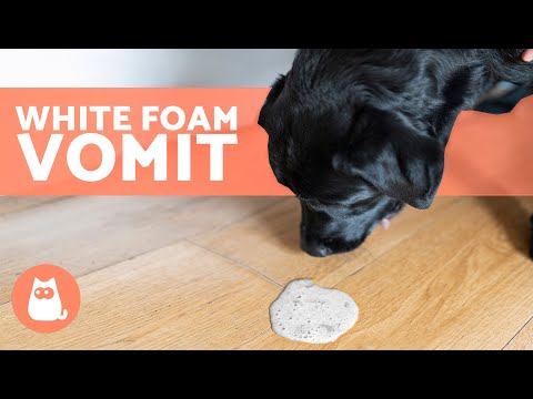 Why Is My DOG VOMITING WHITE FOAM? 🐶 (5 Causes and Treatments)