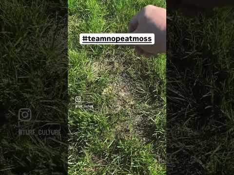 Fixing bare spots in the lawn #teamnopeatmoss #optimumtf #lawncare #diylawncare #grassseed