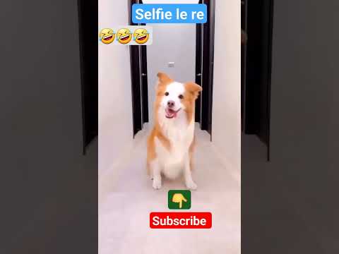 चल बेटा selfie ले ।🔥👌👌🔥।Cute dog |#viral #shortvideo #trendingshorts #youtubeshorts #love #hindi