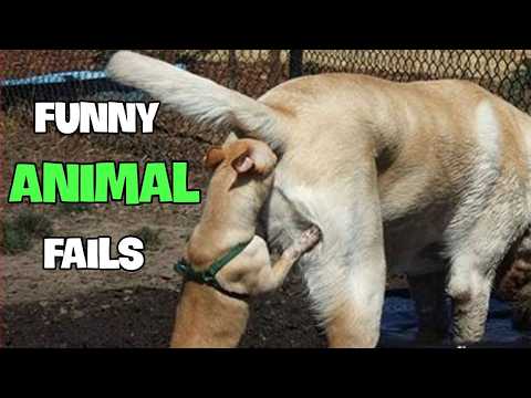 TRY NOT to LAUGH Animals FUNNY PET FAILS Compilation 2024 🤣🤣| Epic Pet Videos & Moments