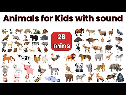 All Animal Name with Pictures | Animals sound | English Vocabulary | Kids Vocabulary  #kidslearning