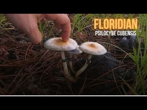 Identifying the Most Common Psilocybe Mushroom Found in Florida