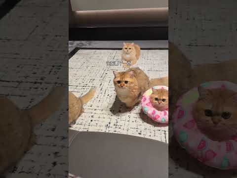 猫猫也讨厌被插队！ 抖音双11百大萌主 萌节开启萌主登场