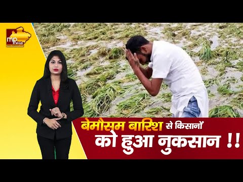 बेमौसम बारिश से किसानों को हुआ नुकसान, कई जिलों में बारिश का अलर्ट ! MP NEWS ROOM