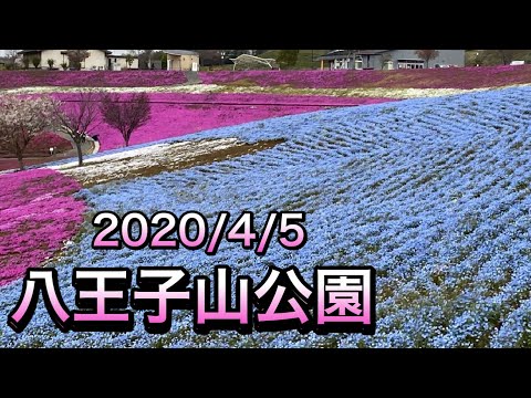 八王子山公園の芝桜、ネモフィラ、桜 2020/4/5