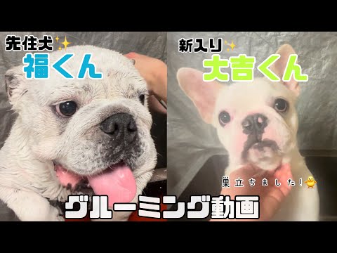 【ブルドッグ】先日巣立ったフレブルちゃん、お引き渡し前のシャンプー🫧【フレンチブルドッグ】