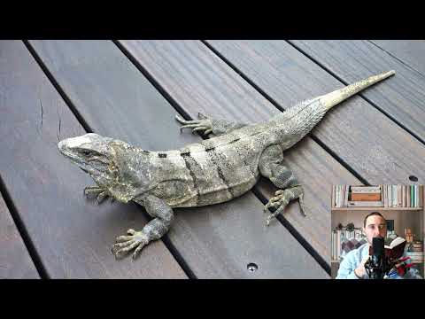 Iguana. Pros and Cons, Price, How to choose, Facts, Care, History