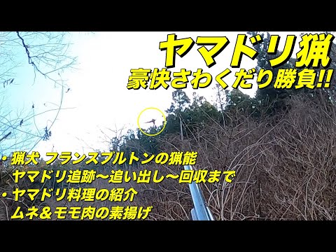 令和5年度猟期 猟期終盤 ヤマドリ猟(Copper Pheasant Hunting)　ブルトンの猟能