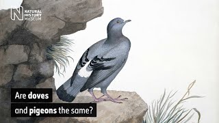 Are doves and pigeons the same? | Natural History Museum