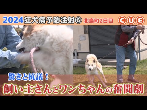 2024狂犬病予防注射　北島町でひっそり行われたワンコたちの戦い⑥