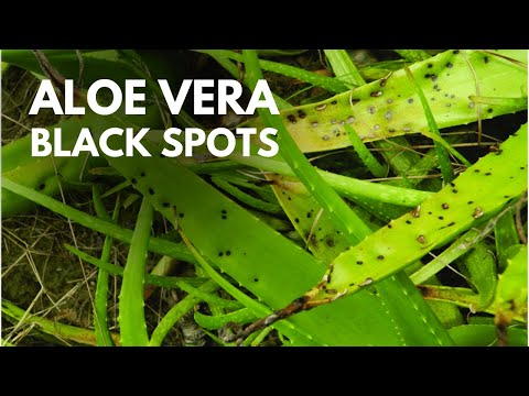 What Are the Causes of Aloe vera Black Spots and How To Avoid Them