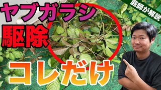 【除草剤を使わない】ヤブガラシの駆除は巻くだけでOKを解説