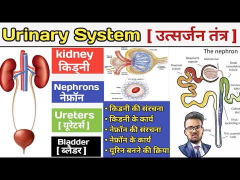 Urinary System in hindi | उत्सर्जन तंत्र | Excretory System In Hindi | kidney | Nephrons | Bladder