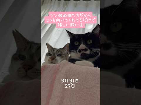 ツン強め猫により喜びのポイントが浅い飼い主 #shorts #元保護猫 #元野良猫