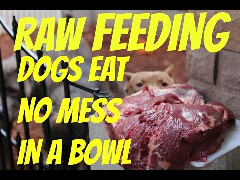 feeding dog food raw chicken bowl pitbull pit bull muscle bully conditioning body building