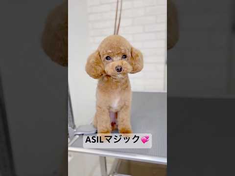 ASILマジックはこの子の魅力を最大限に引き出す事ができます🩷#トイプードル #トイプー #小型犬 #トイプードルのいる暮らし #fyp #shorts #dog #puppy #cutedog