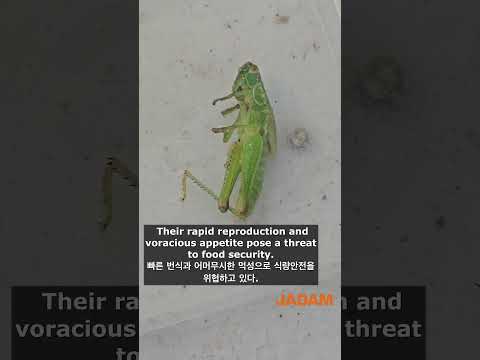 Can Grasshopper Be Controlled By the JADAM Method? 메뚜기도 자닮식으로 제어 가능할까? #desertlocus #메뚜기 #jadam