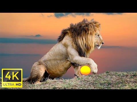 Wildlife African 4K: Etosha National Park - Most Amazing Wildlife Encounters With Calming Sounds