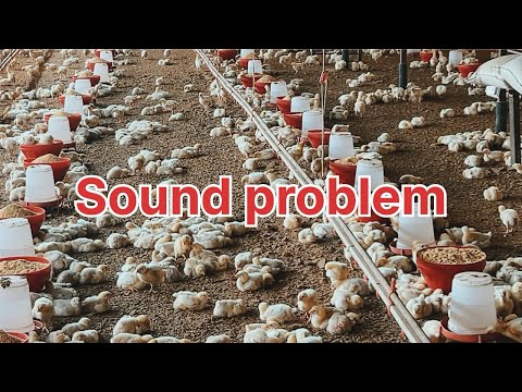 Sound problem im my farm #trendingvideo #farming #10million #chicken #viralvideo