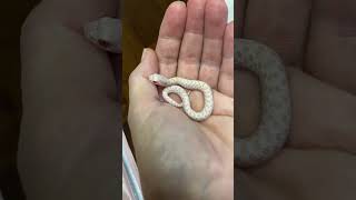 😳Wow! 🎊 The Smallest Snake I Ever Produced! #babyanimal #hognose #smallsnake #cutepet #snake #snow