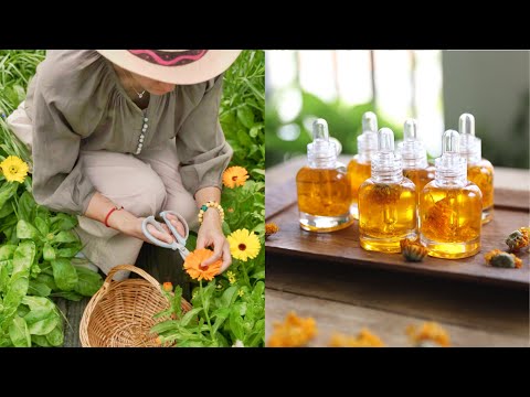 5 Ways to Eat and Use Calendula, Calendula Oil, Calendula Jelly, Calendula Tea, Flower Butter ......