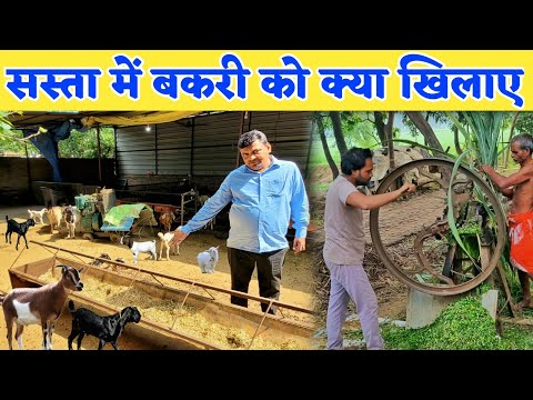 सुधीर सर से जाने कम खर्चे में बकरी को क्या खिलाए | Goat feed management | Goat farming