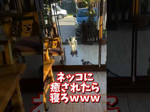 ネッコの動画で癒されたら寝ろｗｗｗ　#2ch #2chまとめ 動物スレ #2ch面白いスレ #動物 #犬 #猫 #癒やし #ねこ動画