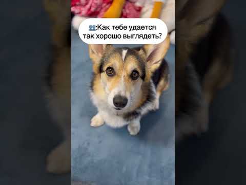 КАК ТЕБЕ УДАЕТСЯ ТАК ХОРОШО ВЫГЛЯДЕТЬ? 😂 #funny #dog #funnyvideo #humor #pet