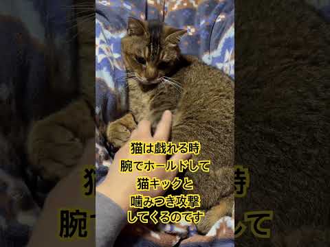 虎丸と戯れる。猫は戯れる時に腕でホールドして猫キック&噛みつき攻撃してくるので甘噛みが下手だと普通に血が出ますw #猫　#ねこ　#猫好き　#猫好きさんと繋がりたい #虎丸　#猫キック　#甘噛み