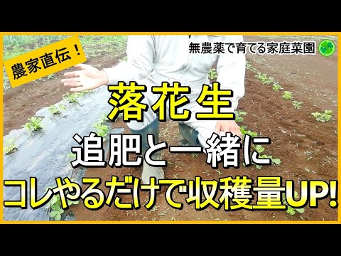 【落花生栽培】白絹病予防と収穫量アップはこれで決まり！追肥・土寄せのコツ【有機農家直伝！無農薬で育てる家庭菜園】　24/6/13