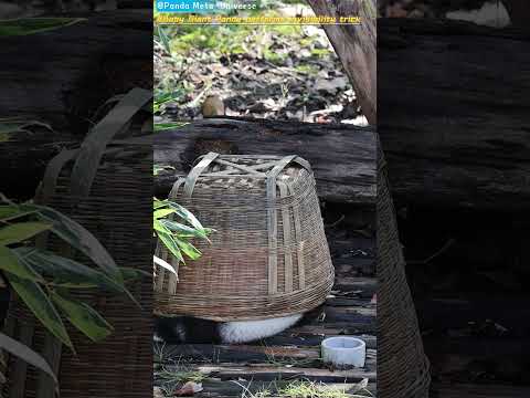 大熊猫宝宝表演隐身术 Giant panda cub performs invisibility trick #panda #cute #funny  #redpanda #giantpanda