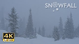 4K Snowfall - Peaceful Snowing - Snow Falling - Relaxing Winter Video - Ultra HD - 2160p