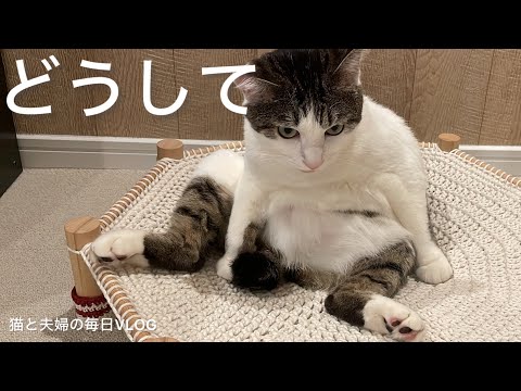 猫と夫婦の毎日VLOG#480 ぽっちゃり猫のクセ強毛繕い