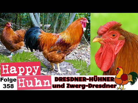 Dresdner-Hühner und Zwerg-Dresdner im Portrait bei HAPPY HUHN in Folge 358 #hühnerzucht #hühner