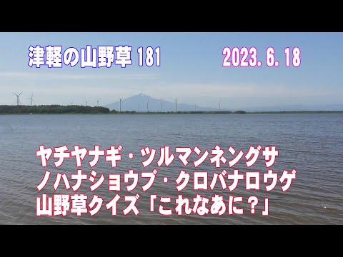 津軽の山野草181(ﾔﾁﾔﾅｷﾞ、ﾂﾙﾏﾝﾈﾝｸﾞｻ、ﾉﾊﾅｼｮｳﾌﾞ、ｸﾛﾊﾞﾅﾛｳｹﾞ、山野草ｸｲｽﾞ)