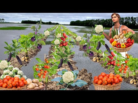 Vegetables Farming Water Floating Cultivation Growing Hindi kahani Moral Stories Funny Comedy Video