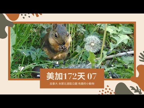 [美加172天]07 加拿大 本那比湖區公園 有趣的小動物