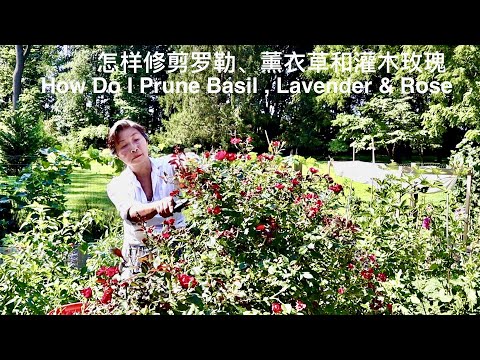 SUB) 分享怎样修剪罗勒、薰衣草和玫瑰｜How Do I Prune Basil, Lavender & Rose