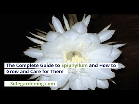 The Complete Guide to Epiphyllum Plants & How to Grow and Care for Them