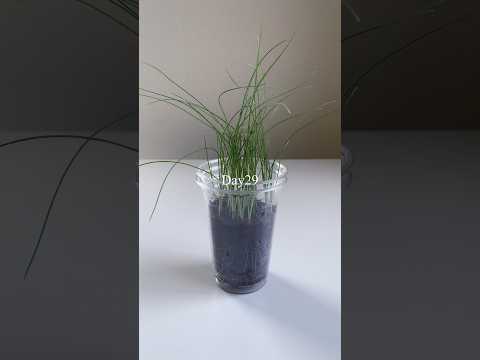 Growing fine onions easily in a cup／カップで簡単細ねぎの栽培