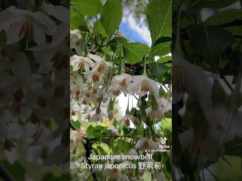 Japanese snowbell (Styrax japonicus), 野茉莉