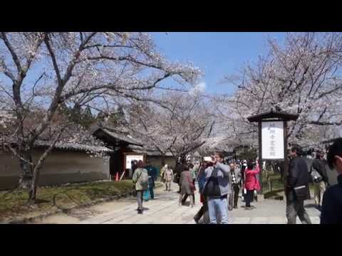 京都醍醐寺賞櫻04