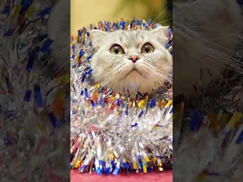 DO NOT Risk Using Tinsel As Holiday Decor! | Two Crazy Cat Ladies